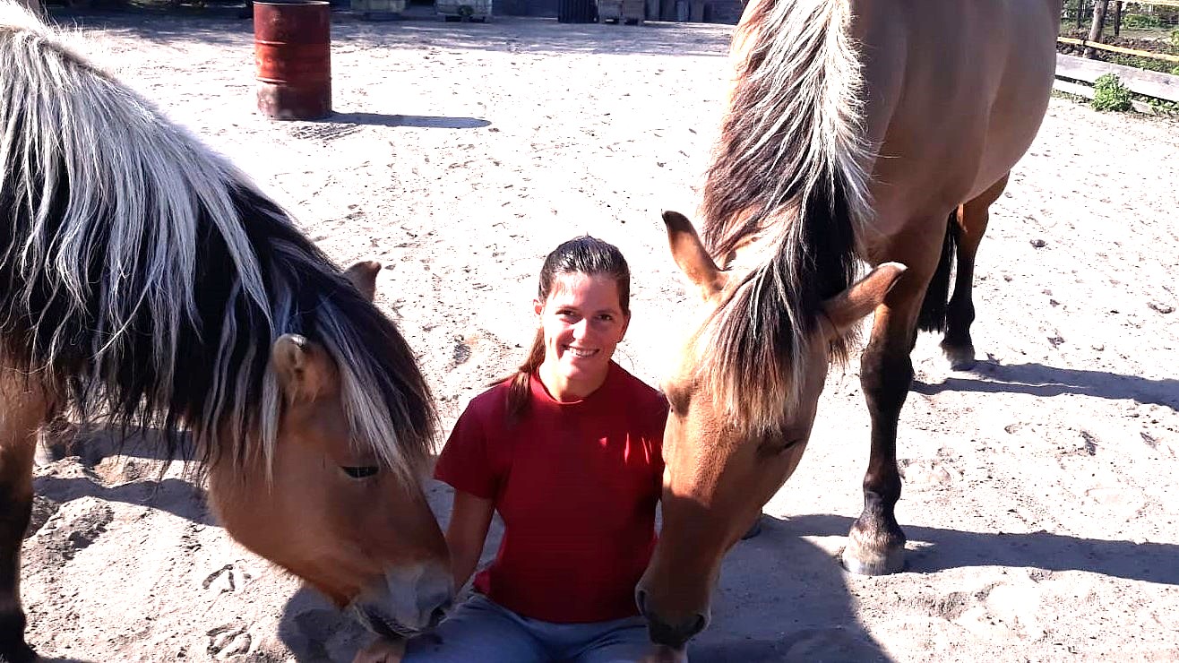 paarden